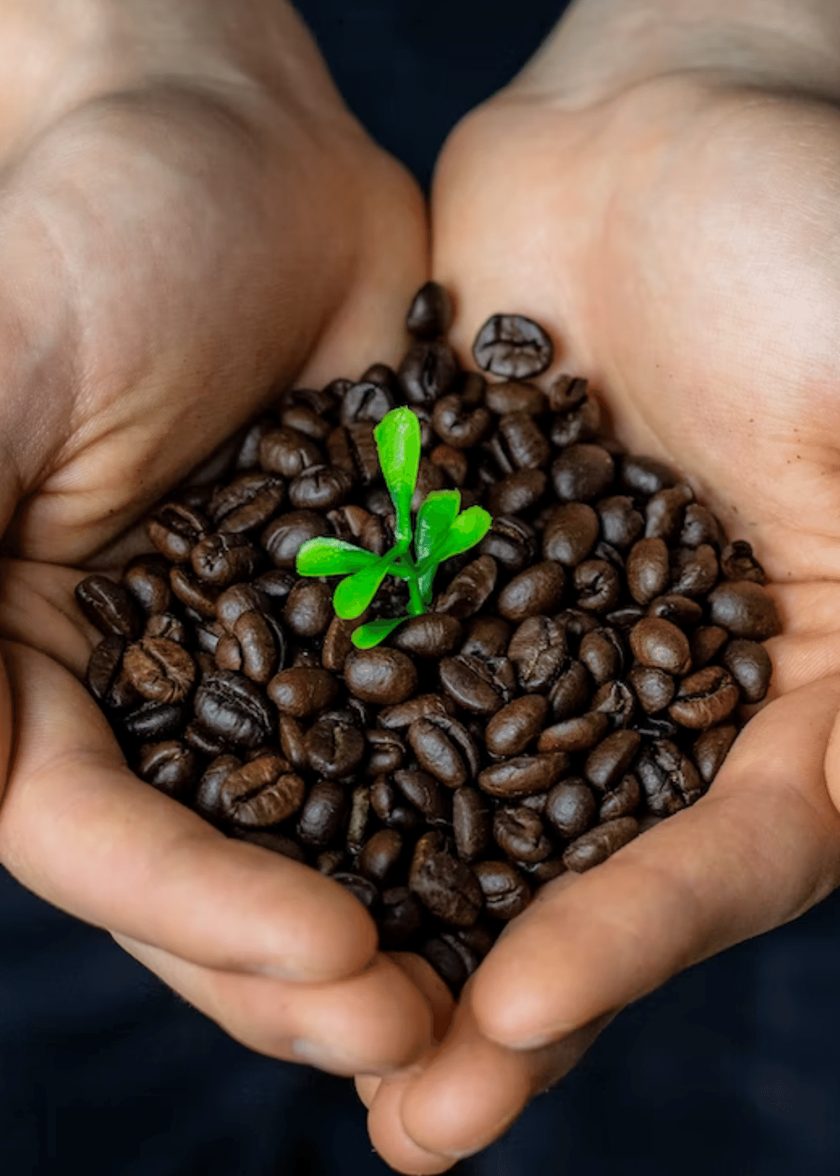 fair trade coffee